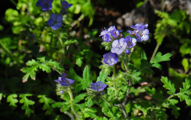 Distant Phacelia is an annual or perennial herb, a clambering species that climbs up to 2 feet or more. The stems may be decumbent or erect with stiff glandular hair. Phacelia distans